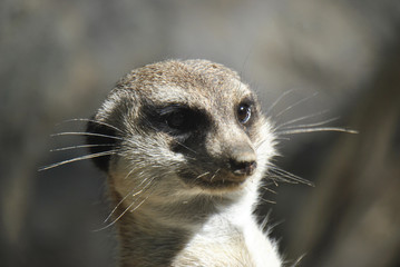 Fototapeta premium Meerkat looking out for danger
