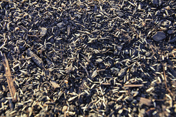 Planting a new lawn.