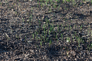 Planting a new lawn.