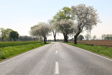 Fototapeta na wymiar An empty street with flowering fruit trees in the Altmark, Germany.