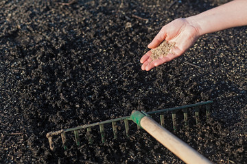Planting a new lawn.