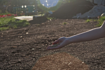 Planting a new lawn.