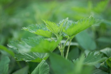 nettle in spring