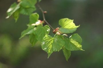 Linden tree young leaves.