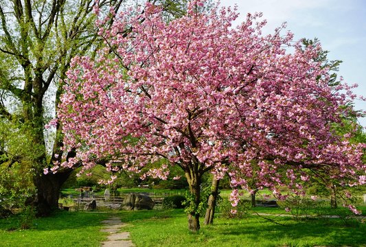 Pink flowers blossomed Japanese cherry 

