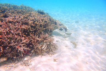 Gorgeous underwater world of Indian Ocean. Beautiful coral reef, white sand and turquoise water....