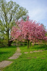 Pink flowers blossomed Japanese cherry 

