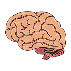 Human brain isolated vector illustration graphic design