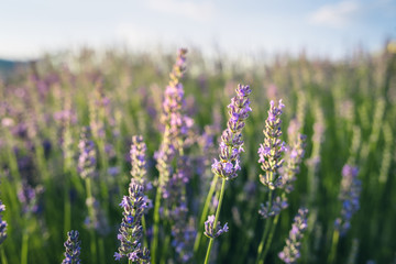 Obraz premium Purple lavender field at sunset.