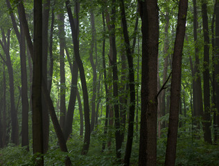 Fototapeta na wymiar Green deciduous forest in the foggy weather
