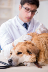 Doctor examining golden retriever dog in vet clinic