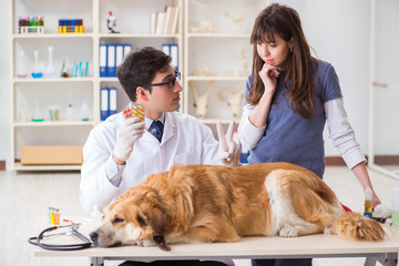 Doctor and assistant checking up golden retriever dog in vet cli