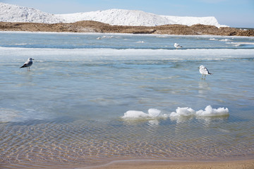 Lake shore on spring day with ice and snow in water, blue sky in the background, driftwood in foreground ans sea gulls