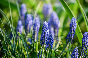 Easter background with fresh spring flowers Daffodil flowers in the field under sunny Yellow daffodils in grass. Summer background. Square image.