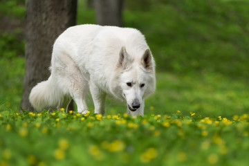 Berger Blanc Suisse White german shepherd