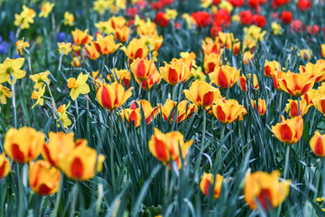 Tulips in red and yellow colour, and in green background