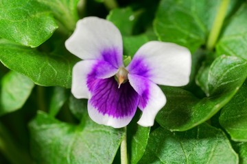 The violet Viola hederacea from Australia.