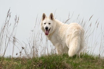 Berger Blanc Suisse White german shepherd