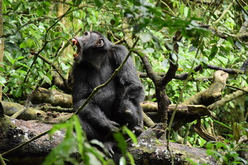 Chimpanse Kibale Nationalpark
