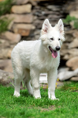 Berger Blanc Suisse White german shepherd poppy
