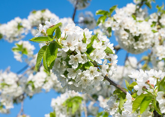 Blüte eines Kirschbaums