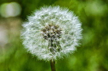 Obraz premium Dente di leone macro