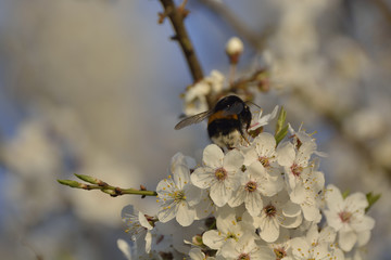 bumblebee are all in the dust of flowers