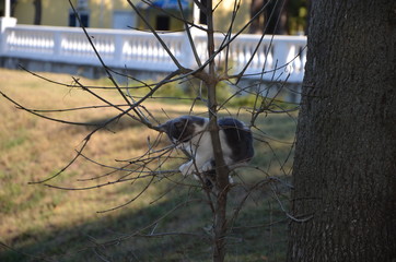 Obraz premium Cat black and white sits on the branches of a tree in the shade on a background of yellow grass