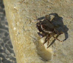 Invisible crab is an amazing specimen. Its uniqueness is that it is almost impossible to find among algae. Thin and leggy creature-a real master of disguise is on the beach on the rock.