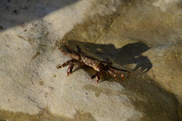 Invisible crab is an amazing specimen. Its uniqueness is that it is almost impossible to find among algae. Thin and leggy creature-a real master of disguise is on the beach on the rock.