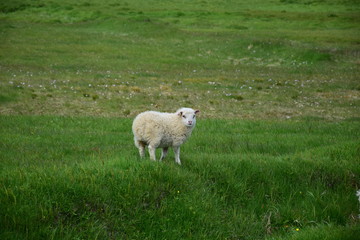 A lamb on the peninsula Vatnsnes in Iceland