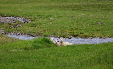 A sheep with two lambs lying in the grass on the peninsula Vatnsnes in Iceland