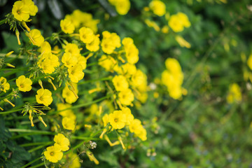 Obraz premium Tiny yellow wild flowers and blurred nature background. Close up view.