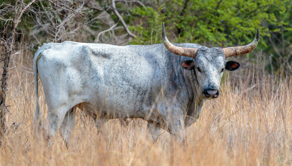 Male Longhorn