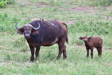 buffalo syncerus caffer in Kruger National park in South Africa, region Berg en Dal
