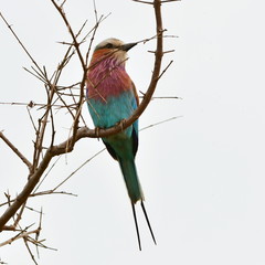 Lilac-breasted roller bird in Kruger National park district Lower Sabie