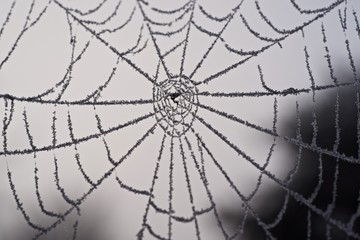 Frost auf Spinnennetz