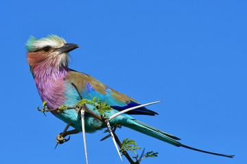 Lilac-breasted roller bird in Kruger National park district Lower Sabie