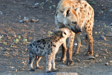 spotted hyaena with young one in Kruger National park in South Africa, region Letaba