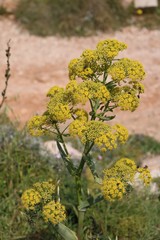 Yellow blooming wild fennel at the Mediterranean Sea, Malta