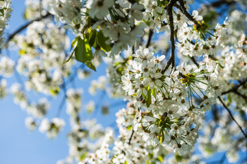 Kirschblüten im Frühling