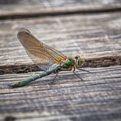 Grüne Libelle