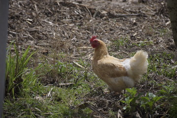 Gallo, gallina, gallinas, campan al aire libre, Gallus gallus, domesticus