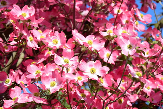 Blumenhartriegel Photos Royalty Free Images Graphics Vectors Videos Adobe Stock