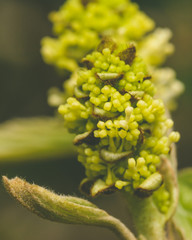 Close up of Fothergilla Major A family Hamamelidaceae, also known as Witch Alder, Shallow Depth of Field Spring 2018 Nature Macro Photography