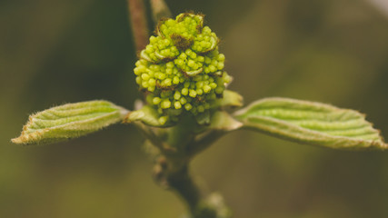 Close up of Fothergilla Major D family Hamamelidaceae, also known as Witch Alder, Shallow Depth of Field Spring 2018 Nature Macro Photography - 201925364