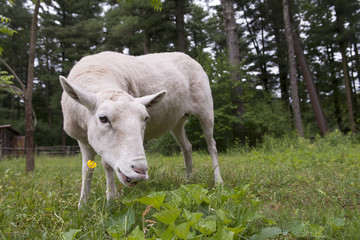 Sheep with Flower