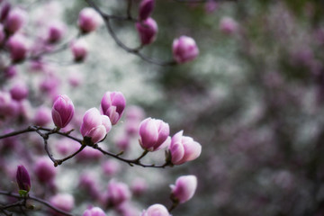 Fototapeta na wymiar Blooming magnolia. Magic magnolia in the garden
