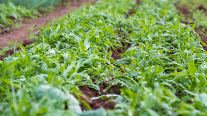 Rows Of Arugula In A Green House