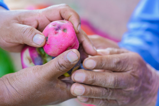 Hands of young woman giving potato to old native american person.